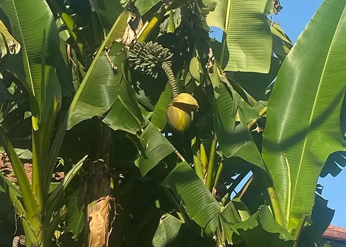 Garbata *